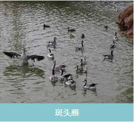太原鳳頭潛鴨苗養(yǎng)殖哪家好,羅紋鴨苗養(yǎng)殖哪家不錯