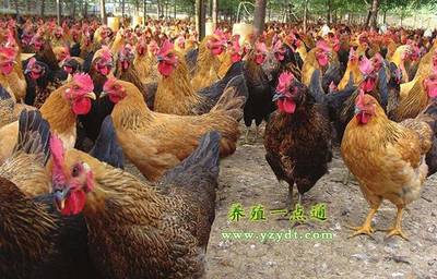 中藥在家禽保健、綠色養(yǎng)殖中七妙用,增重增蛋抗病