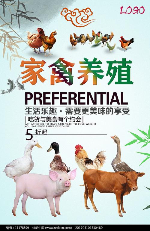 家禽養(yǎng)殖海報