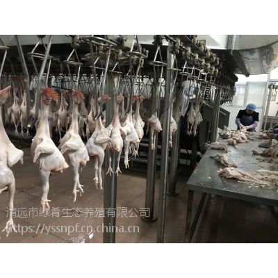 廣東廣州 三黃雞 矮腳王麻黃 光雞 批發(fā)送貨上門 供應(yīng)酒店餐廳食堂價(jià)格 中國供應(yīng)商