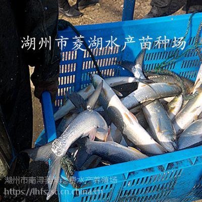 湖州市南潯菱湖老費水產(chǎn)養(yǎng)殖場