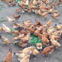 魚吧