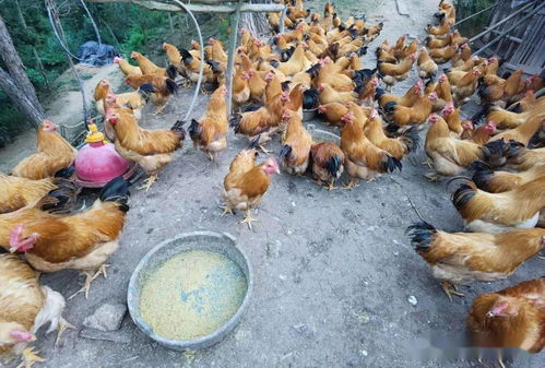 家禽養(yǎng)殖業(yè)市場低迷不賺錢,運(yùn)用部分發(fā)酵飼料扭虧為盈