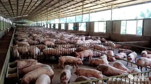 未來養(yǎng)殖業(yè)的四大變化,個(gè)體標(biāo)準(zhǔn)化養(yǎng)殖是主力軍