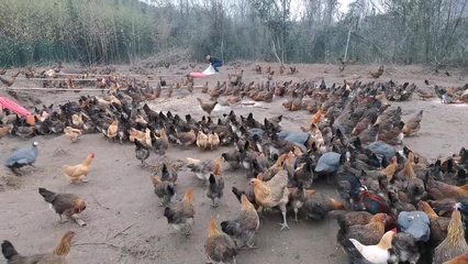 農村養(yǎng)殖土雞,100斤玉米一分鐘搶完,網友:山都要吃垮