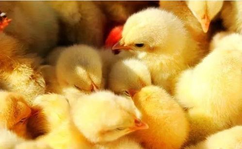 山西大象農牧集團年出欄840萬羽商品肉雞項目在臨猗縣落地開工