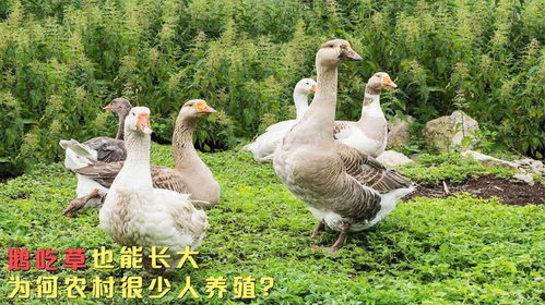鵝作為家禽的一種,吃草也能長大,為何在農(nóng)村很少人養(yǎng)殖