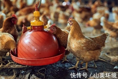 豬糞雞糞有機(jī)肥臭味,家禽養(yǎng)殖除臭劑一并解決