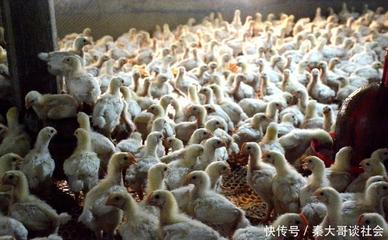 跌!春節(jié)前水產(chǎn)品價(jià)格紛紛下跌,蝦半天跌3元,農(nóng)民賺不回成本