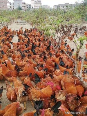 發(fā)酵飼料太酸動(dòng)物不愛吃怎么辦?優(yōu)質(zhì)發(fā)酵飼料的制作技術(shù)