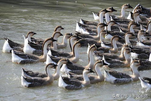 養(yǎng)鵝最忌諱的2個東西,大多數(shù)人不知道,犯忌會損失慘重