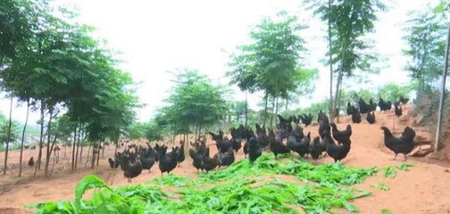 優(yōu)秀!我市乳源瑤鄉(xiāng)大米、南雄牛肉干和南雄五黑雞3個產(chǎn)品入選2022年首批全國名特優(yōu)新農(nóng)產(chǎn)品名錄