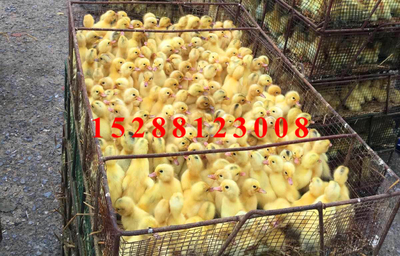 金定鴨苗飼養(yǎng)要多注意觀察及時(shí)跟進(jìn)進(jìn)行鴨苗分群_家禽_農(nóng)業(yè) - 嘻嘻哈哈分類(lèi)信息