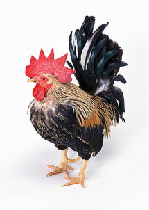 小雞動(dòng)物世界特寫(xiě)飼養(yǎng)家禽攝影圖片素材 模板下載 0.33mb 其他大全 生活工作