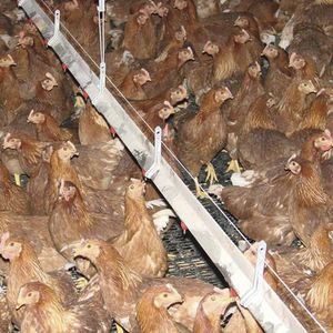 Choretime品牌展臺_畜牧養(yǎng)殖業(yè) - _AgriExpo
