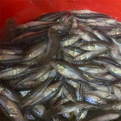 大嘴鱸魚苗高密度養(yǎng)殖場 3-6公分加州鱸出售 優(yōu)鱸3號水產(chǎn)種苗