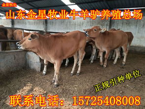 肉牛的價(jià)格