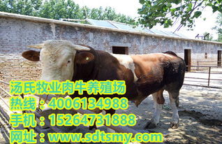 肉牛養(yǎng)殖的成本高嗎 小牛犢價(jià)格行情 種牛苗多少錢(qián)