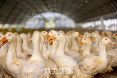 惠水?dāng)[金鎮(zhèn):生態(tài)家禽養(yǎng)殖業(yè) 開(kāi)啟群眾致富路