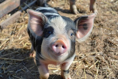 家豬飼養(yǎng)家禽家畜圖片 攝影圖 下載至來(lái)源處