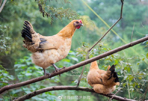 哈薩克斯坦禽流感已致超57萬(wàn)家禽死亡