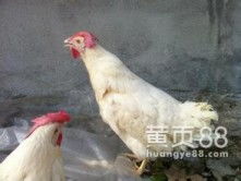 高清圖片