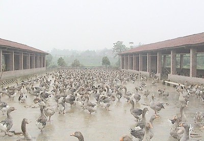 鵝養(yǎng)殖基地圖片