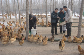 這是洛浦縣奮斗家禽養(yǎng)殖農(nóng)民專業(yè)合作社鴨舍一角(11月2日攝).