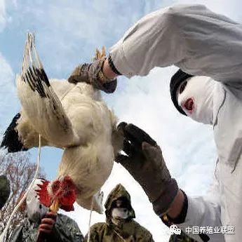 2018年全球家禽產(chǎn)業(yè)十大關(guān)鍵詞