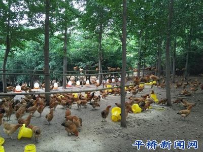 洋河鎮(zhèn)企業(yè)帶貧促增收