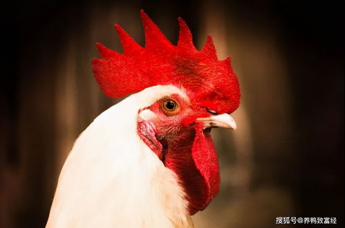 明年家禽養(yǎng)殖,最大的變數(shù)不是行情,而是飼料價(jià)格