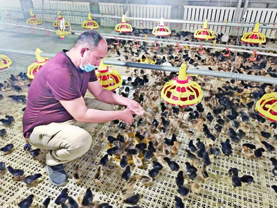 阿瓦提縣:養(yǎng)殖家禽助農(nóng)增收