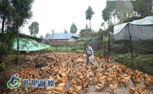 落實區(qū)委全會精神,各地夯實農(nóng)業(yè)產(chǎn)業(yè)園區(qū)化基礎(chǔ)