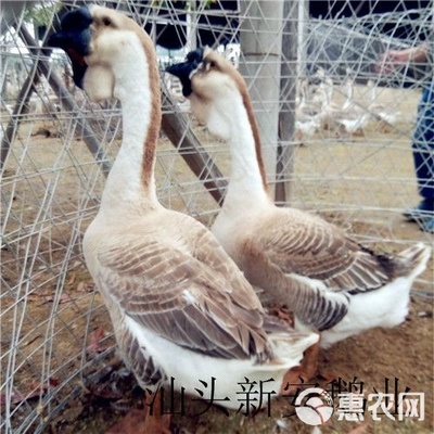 獅頭鵝苗