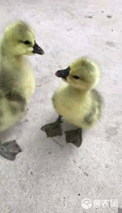 獅頭鵝苗