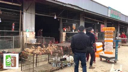 農(nóng)村小伙去家禽市場(chǎng)考察,帶大家看看養(yǎng)殖行情,還能繼續(xù)嗎?