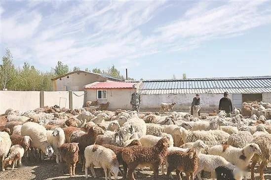 他們?cè)谛陆桓删褪?0多年,終于脫貧奔小康