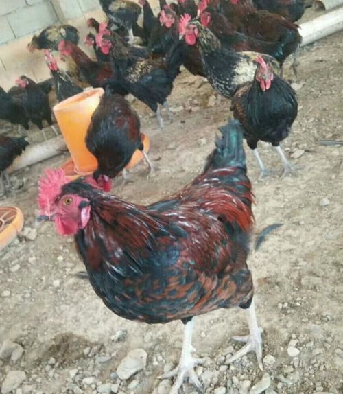 快進(jìn)入冬天了,散養(yǎng)土雞如何擺脫冬季常見(jiàn)疾病