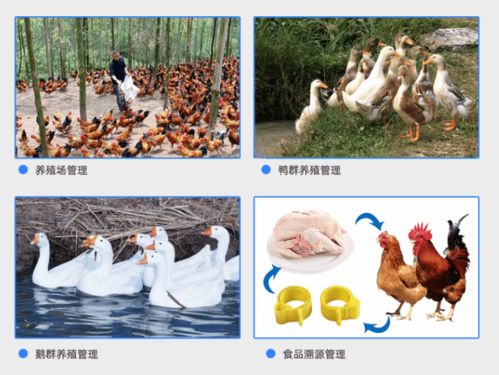 家禽養(yǎng)殖戶如何利用rfid電子腳環(huán)實(shí)現(xiàn)智能化管理
