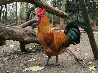 重慶天府麻雞苗價格青腳肉雞苗大種雜交青腳肉雞苗