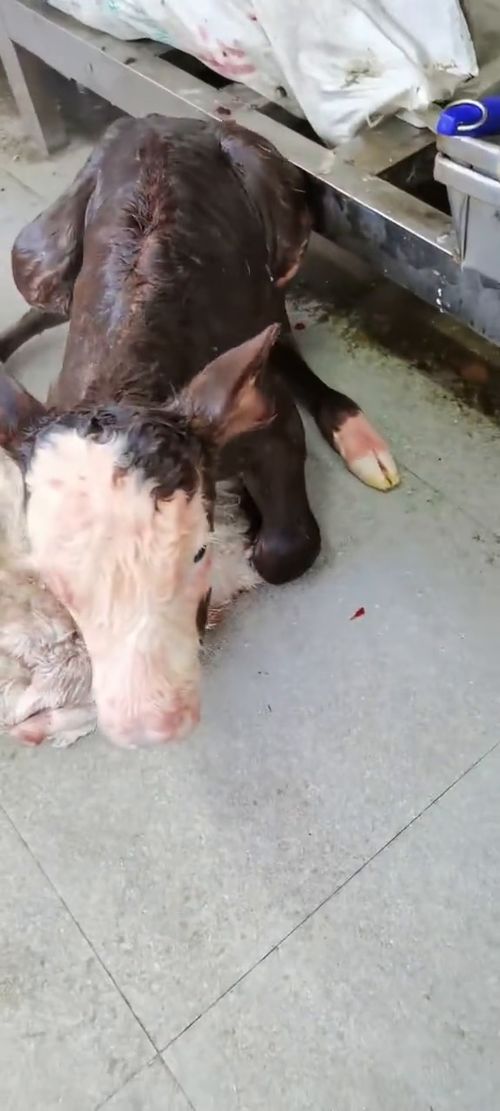 農(nóng)村動物 家畜 動物隨手拍 家禽 養(yǎng)殖